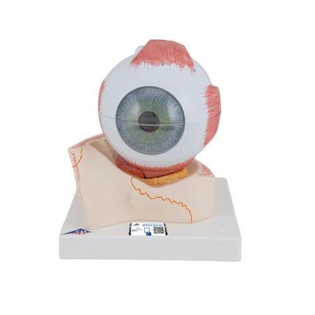 3B SCIENTIFIC Eye, 5 times full-size, 7 part - w/ 3B Smart Anatomy 1000256